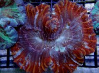 217089d1423337686-hang-tank-reef-teasers-dsc02297.jpg