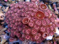 214. Zoanthus - 05.00 Inch - USD. 20.00.jpg