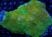 IMG_0207.jpg