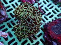 568. Euphyllia ancora - 03.00 Inch - USD. 15.00.jpg