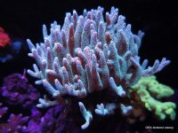 IMG_1276.JPG