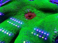 217102d1423338285-hang-tank-reef-teasers-dsc01781.jpg
