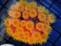 sun coral.jpg