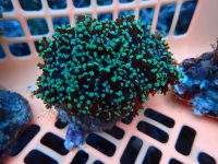 578. Euphyllia divisa - 03.00 Inch - USD. 18.00.jpg