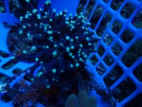 599. Euphyllia glabrescens - 03.00 Inch - USD. 12.00.jpg