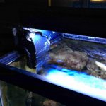 ImageUploadedByReefs2014-11-08 21:43:37 EST.jpg