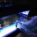 ImageUploadedByReefs2014-11-08 21:43:45 EST.jpg