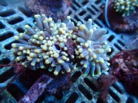 620. Euphyllia glabrescens - 03.00 Inch - USD. 17.00.jpg