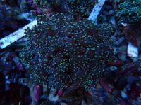 666. Euphyllia yaeyamaensis - 03.00 Inch - USD. 12.00.jpg