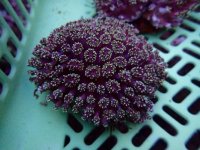 709. Galaxea spp - 04.00 Inch - USD. 12.00 (1).jpg