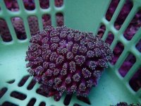 711. Galaxea spp - 04.00 Inch - USD. 12.00.jpg