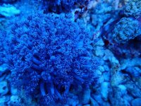 738. Goniopora spp - 03.50 Inch - USD. 12.00.jpg