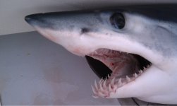 ImageUploadedByTapatalk1407811371.129987.jpg ImageUploadedByTapatalk1407811371.129987.jpg