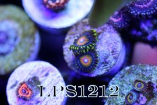 IMG_7300.JPG