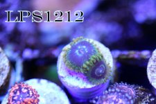 IMG_7297.JPG