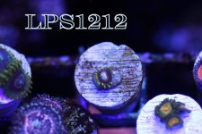 IMG_7314.JPG