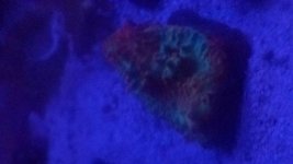 chalice blue light.jpg