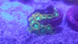 radioactive zoas.jpg