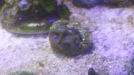 blue zoas.jpg