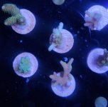Frag Pack1.jpg