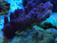 IMG_1518_zps17f63487.jpg