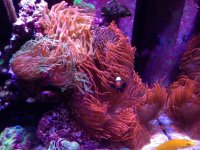 ImageUploadedByReefs2014-05-07 00:09:15 EDT.jpg