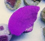 brightly purple cap.jpg