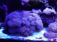 ImageUploadedByReefs2014-05-07 17:38:32 EDT.jpg