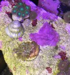 ImageUploadedByReefs2015-03-26 20:08:41 EDT.jpg