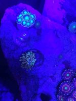 ImageUploadedByReefs2015-03-26 20:08:47 EDT.jpg