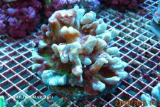 SKU 130_6023 (1).jpg