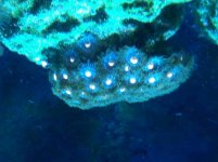 ImageUploadedByReefs2014-06-30 15:37:02 EDT.jpg