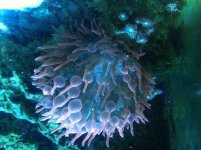 ImageUploadedByReefs2014-06-30 15:39:01 EDT.jpg