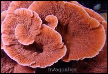 orangecap_2.jpg