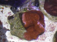 Violet Orange Monti.JPG