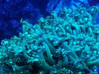 gonipora.jpg