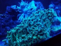 gonipora2.jpg