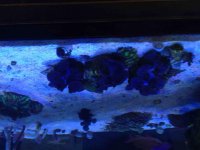 ImageUploadedByReefs2014-05-08 15:56:11 EDT.jpg