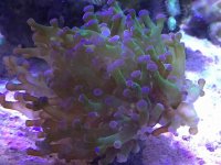 ImageUploadedByReefs2015-02-09 20:18:02 EST.jpg