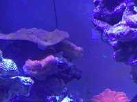 ImageUploadedByReefs2015-02-09 20:18:13 EST.jpg