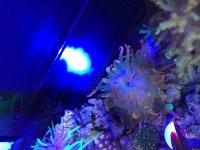 ImageUploadedByReefs2014-05-08 16:19:31 PDT.jpg