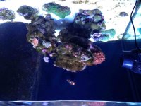 ImageUploadedByReefs2014-07-01 21:58:52 EDT.jpg