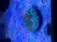 ImageUploadedByReefs2014-05-09 08:02:44 EDT.jpg