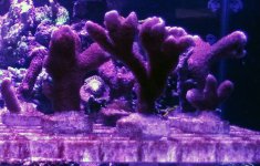 pink digi.jpg