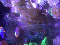 ImageUploadedByReefs2014-05-09 10:08:55 EDT.jpg