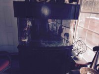 ImageUploadedByReefs2015-03-29 10:09:37 EDT.jpg