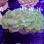 auusie green bubble.jpg