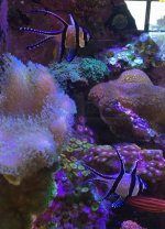 ImageUploadedByReefs2014-12-29 13:04:18 EST.jpg