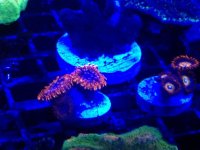 utter blondies 2.jpg