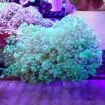 green frogspawn.jpg